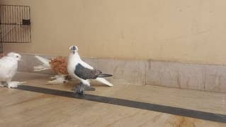 Black cheery  swallow pigeon male o to 9 kali full active 0