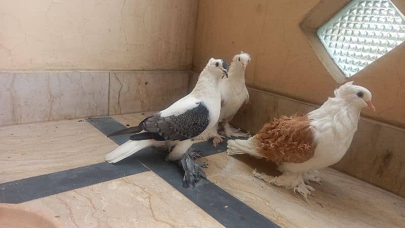 Black cheery  swallow pigeon male o to 9 kali full active 1