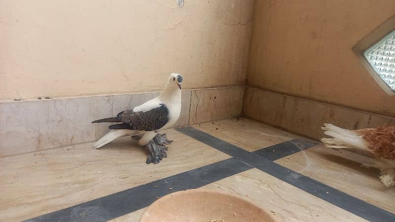 Black cheery  swallow pigeon male o to 9 kali full active 2