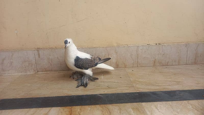 Black cheery  swallow pigeon male o to 9 kali full active 3