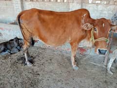 cow and wachi for sale