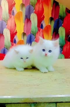 Persian Cat for sale my WhatsApp number 03276330466 0