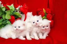 Persian kittens