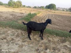 goat. kid. bakra for sale