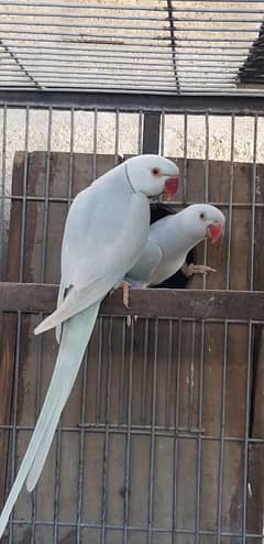 Ringneck Lovebird Conure Breeder