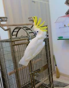 Greater/Triton Cockatoo - 1 Year - Talking - Tamed - Dancing