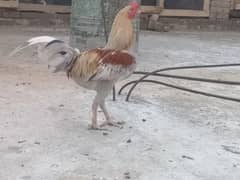 Desi Murgha (cocks) for sale