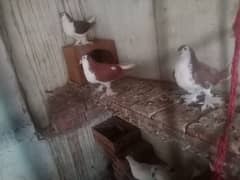 Pair Of Sherazi Pigeons 0