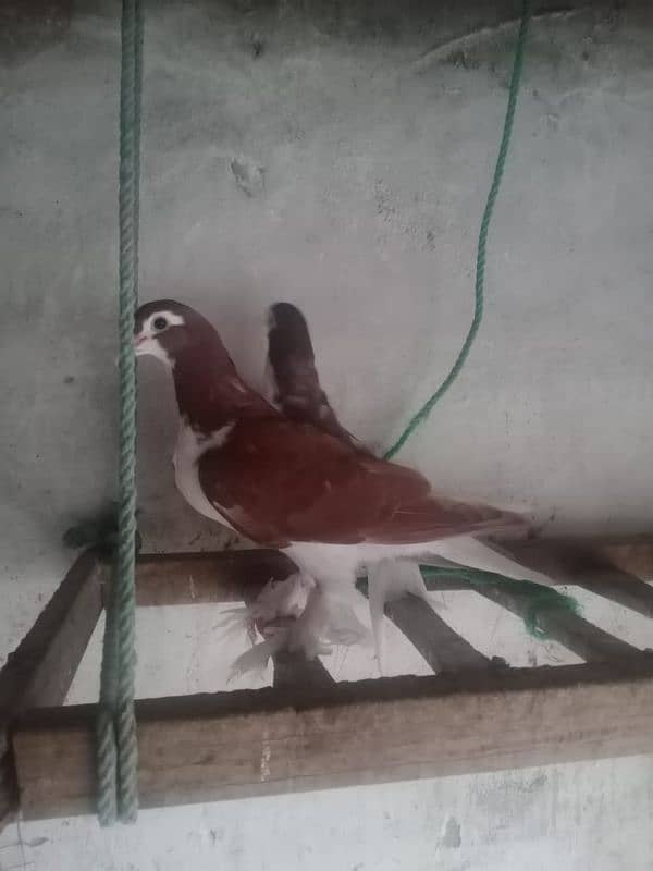 Pair Of Sherazi Pigeons 1