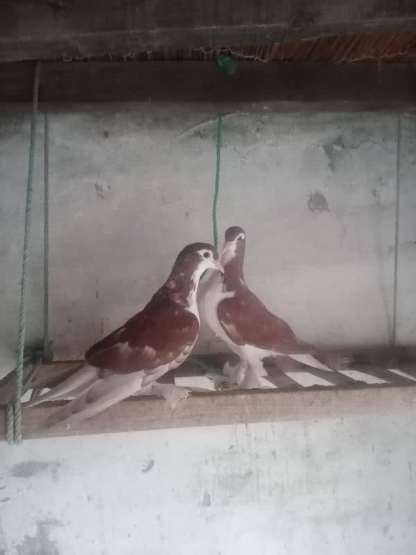 Pair Of Sherazi Pigeons 2