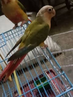 hand tamed friendly pineapple conure