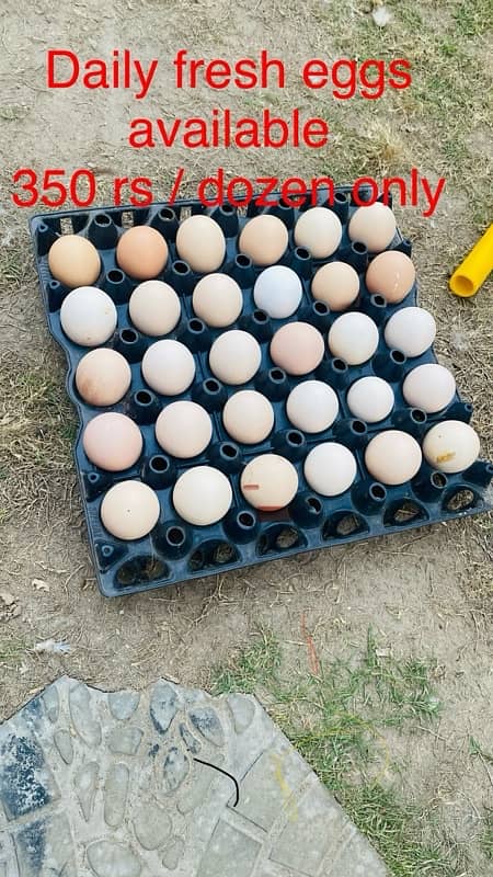 Golden silver|Misri|Desi egg laying hen| Murgi|female|pathi 7