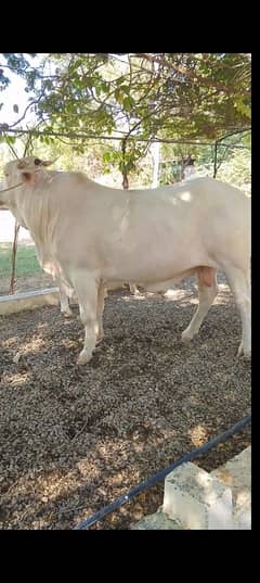 gulabi cow