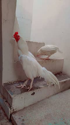 Pure White Heera Chicks Chuzay