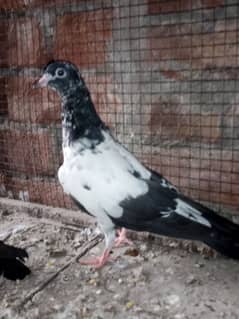 Teddy pigeon