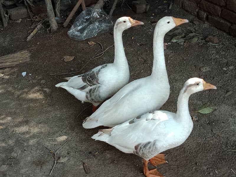 Big White Ducks For Sale in Sahiwal. 0322 7070730 Rana Shah Nawaz 0