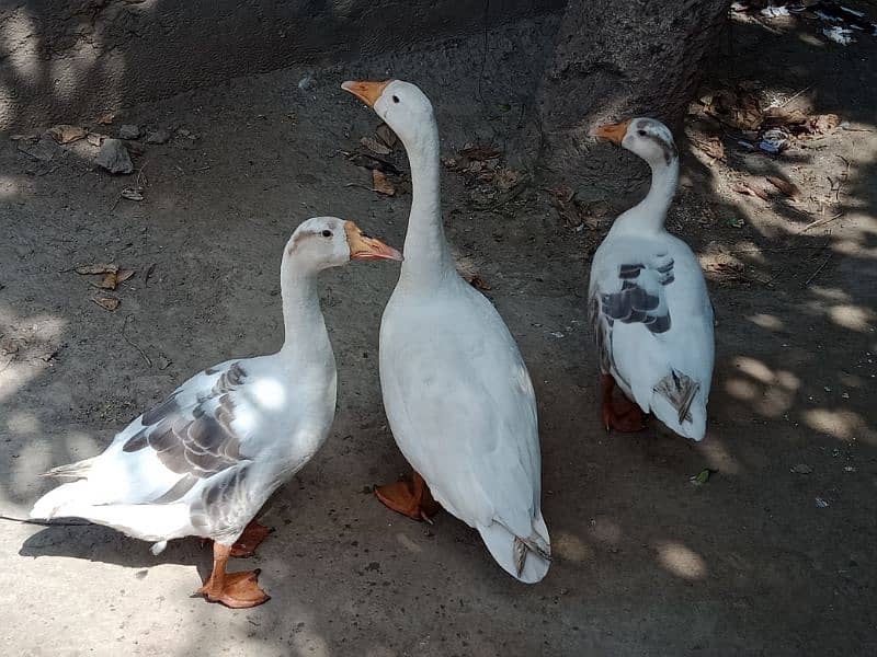 Big White Ducks For Sale in Sahiwal. 0322 7070730 Rana Shah Nawaz 1