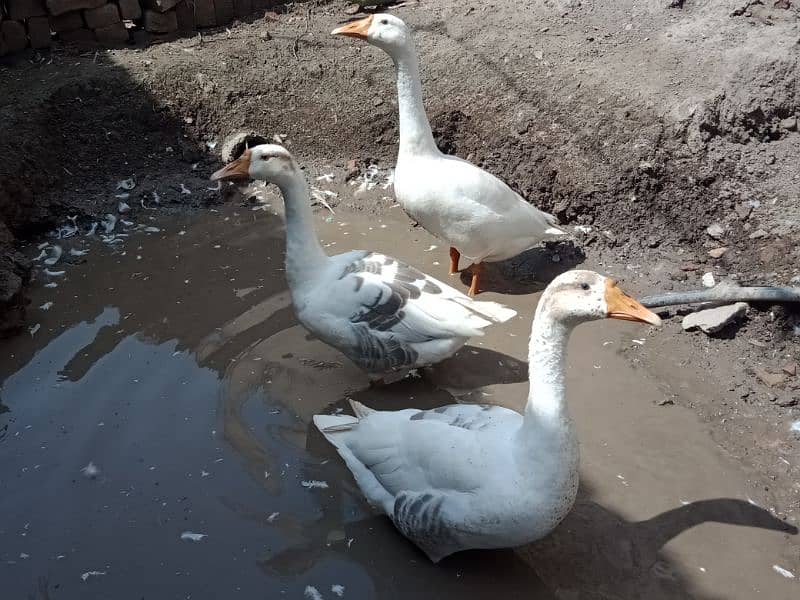 Big White Ducks For Sale in Sahiwal. 0322 7070730 Rana Shah Nawaz 2