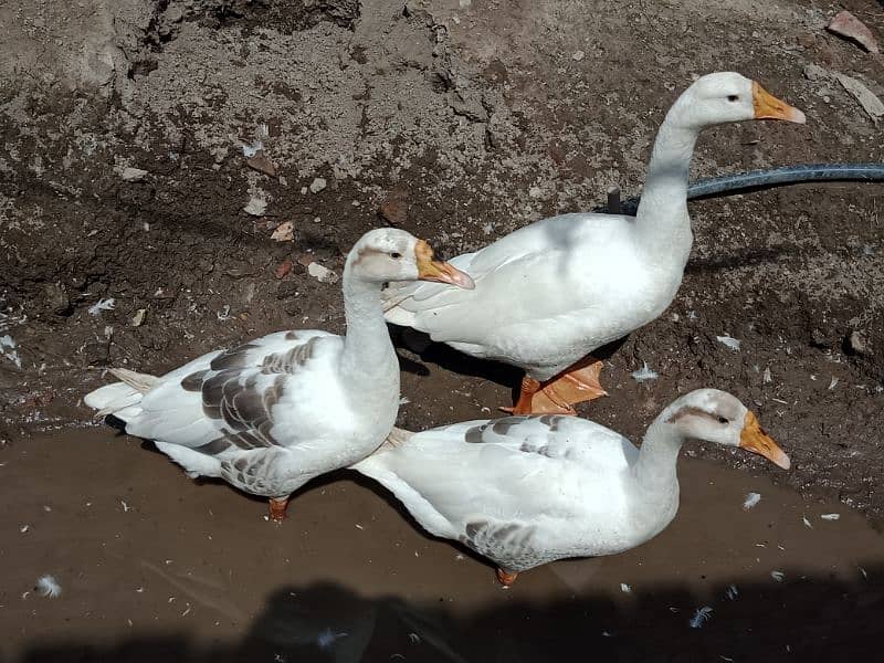 Big White Ducks For Sale in Sahiwal. 0322 7070730 Rana Shah Nawaz 3