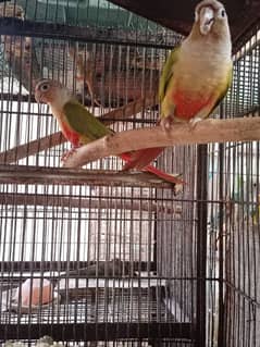 Pineapple Conure Pair