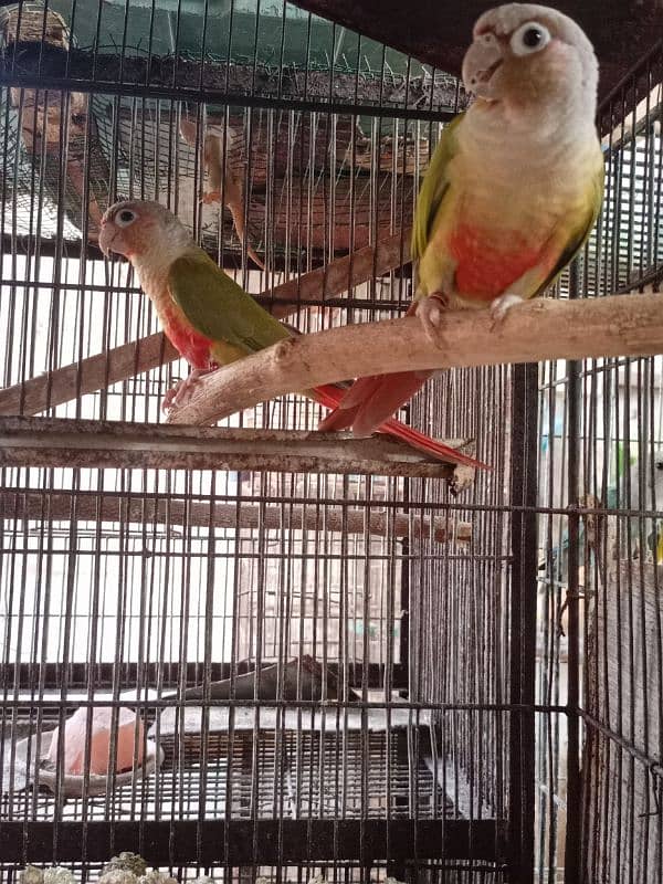 Pineapple Conure Pair 2