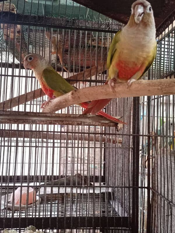 Pineapple Conure Pair 3