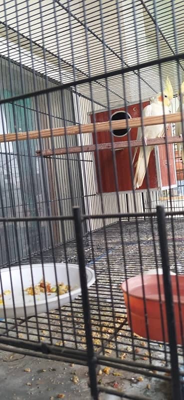 cages for parrots 3