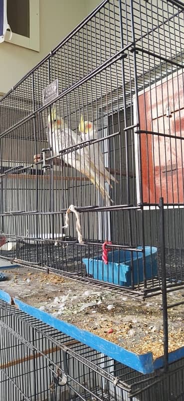 cages for parrots 4