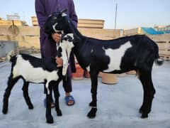 faisalabadi beetal goat