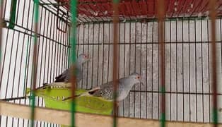 3 Breeder Pair Dove For Sale