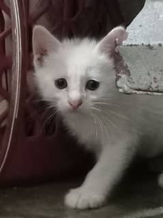 Persian white male kitten