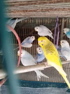 Required Australian parrots 0