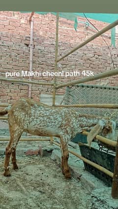 Makhi Cheeni pathay 1betal Male 03014134070