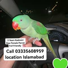 Hand Tamed Full Friendly 3 Years Kashmir Raw Breeder Female Parrot