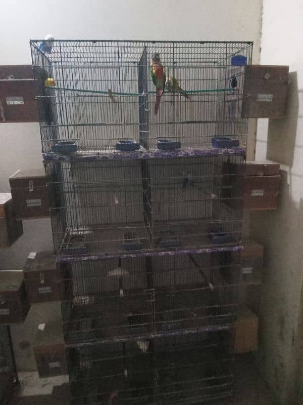 sun conure loteno bule parsnata pawor blue chalta hoa setup for sale 1