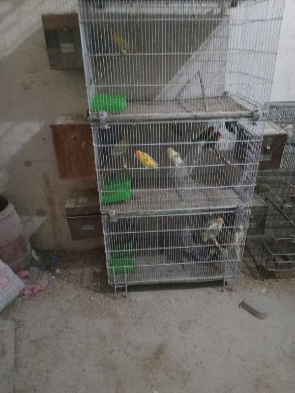 sun conure loteno bule parsnata pawor blue chalta hoa setup for sale 2