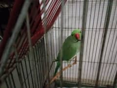 Green Parrot 0