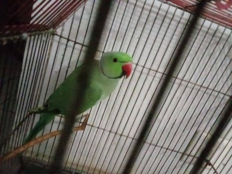 Green Parrot 1