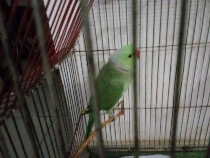 Green Parrot 2