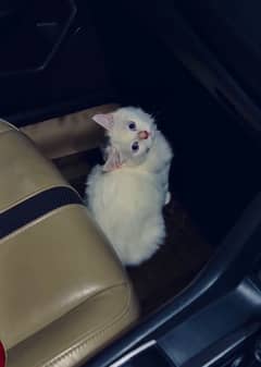 persian male cat 0