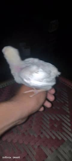 Paper white Hera Aseel ka chick for sale