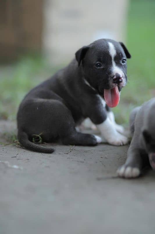 American Bully American pit bull | bull dog | pit bull | bully 0