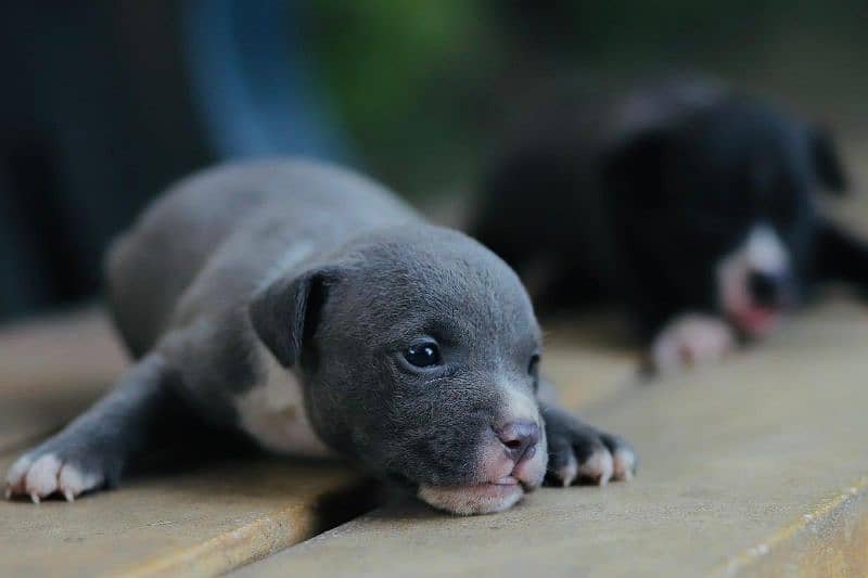 American Bully American pit bull | bull dog | pit bull | bully 2