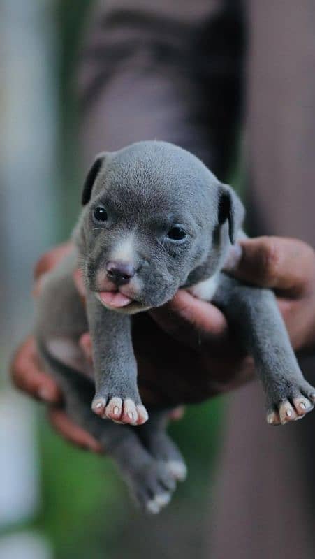 American Bully American pit bull | bull dog | pit bull | bully 4