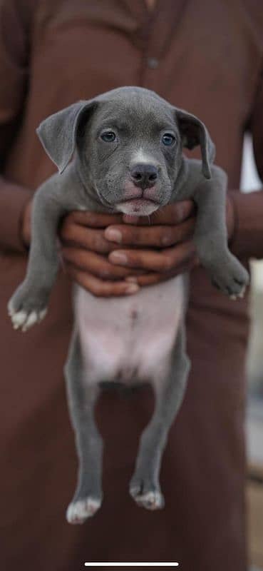 American Bully American pit bull | bull dog | pit bull | bully 6