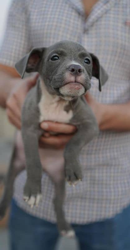 American Bully American pit bull | bull dog | pit bull | bully 7