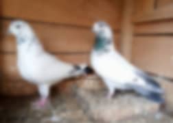 Highflyer Breeder Pigeons