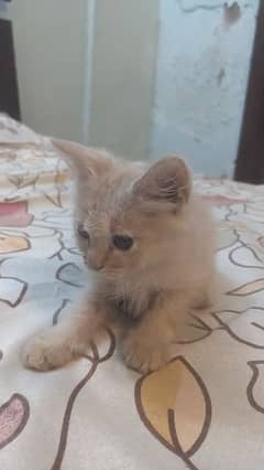 Persian Kittens for sale