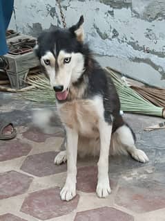 Siberian husky female for sale