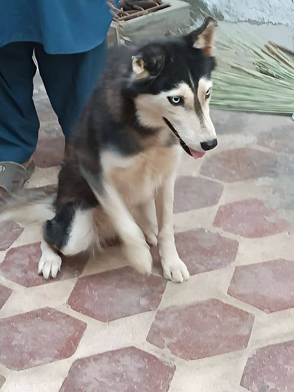 Siberian husky female for sale 1